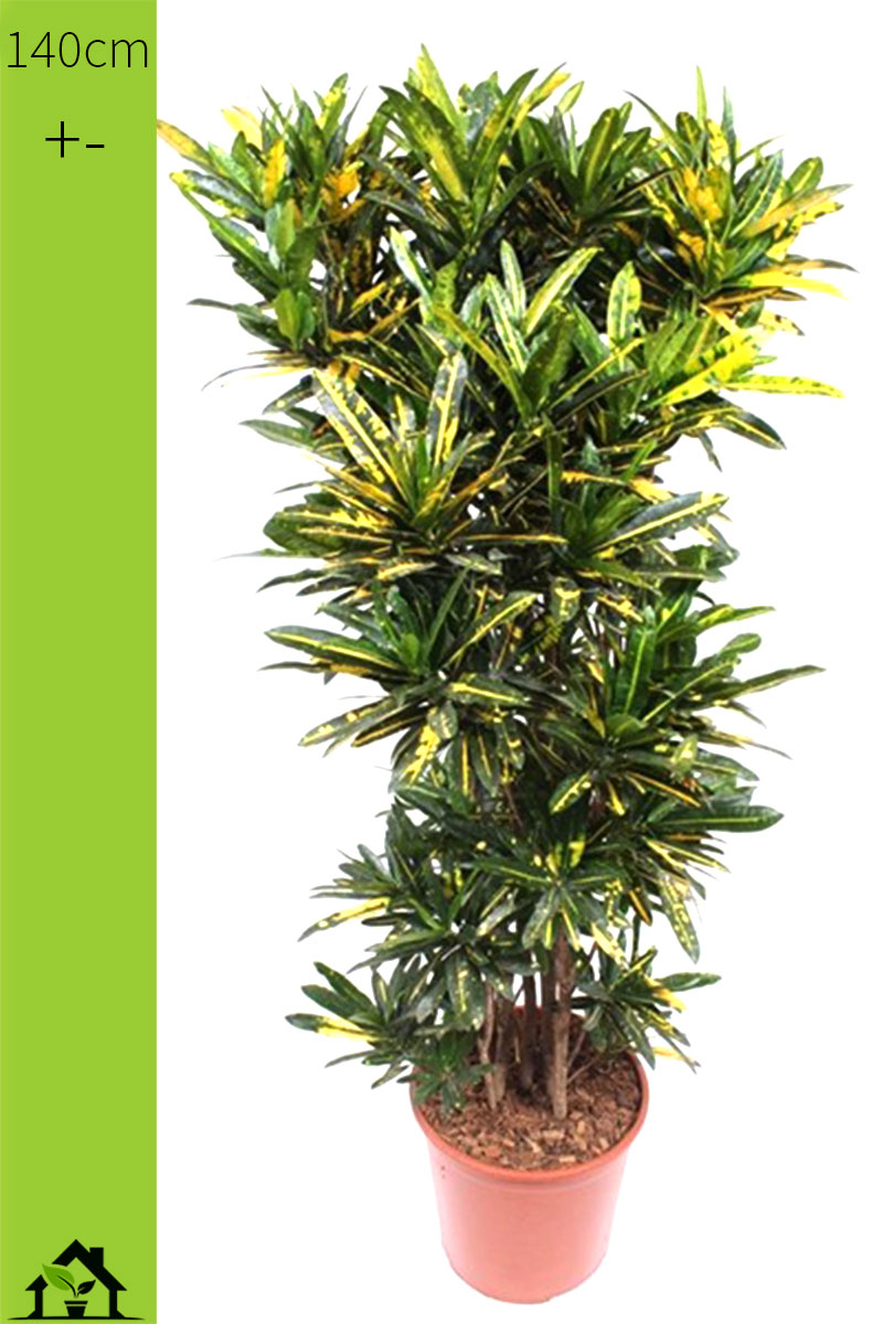 codiaeum-wunderstrauch-01-kroton-banana-140cm-zimmerpflanzen.ch-qualitative-bueropflanzen-hauspflanzen-gruenpflanzen-exotische-zimmerpflanzen-raumpflanzen-topfpflanzen-orchideen-kaufen-online-bestellen-schweiz