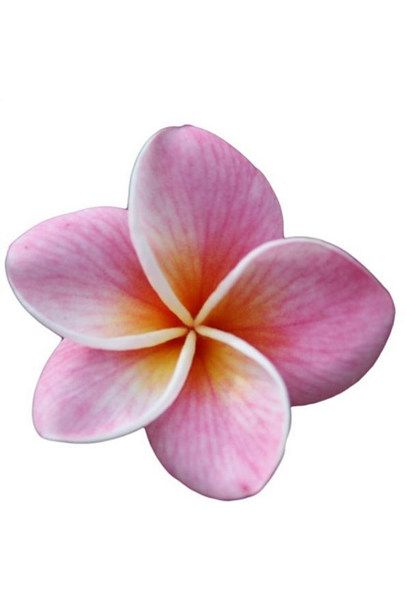 Frangipani Plumeria Opal Rosa