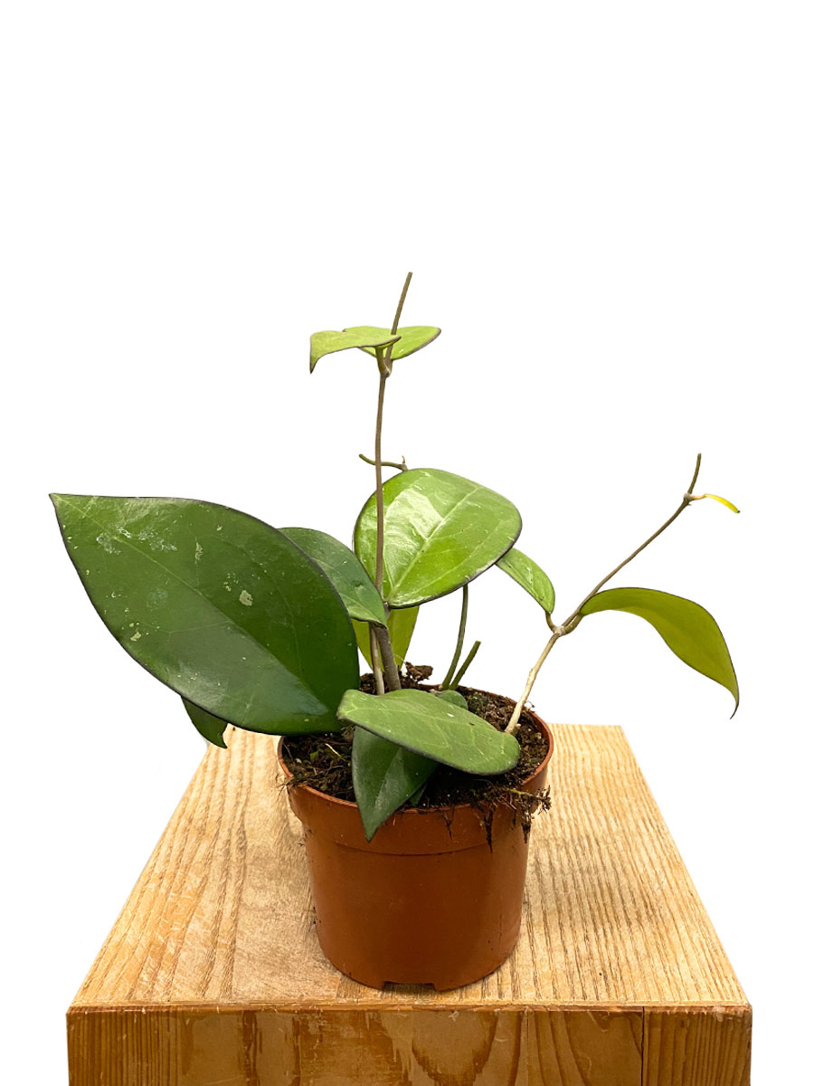 Hoya Sp. Malang 