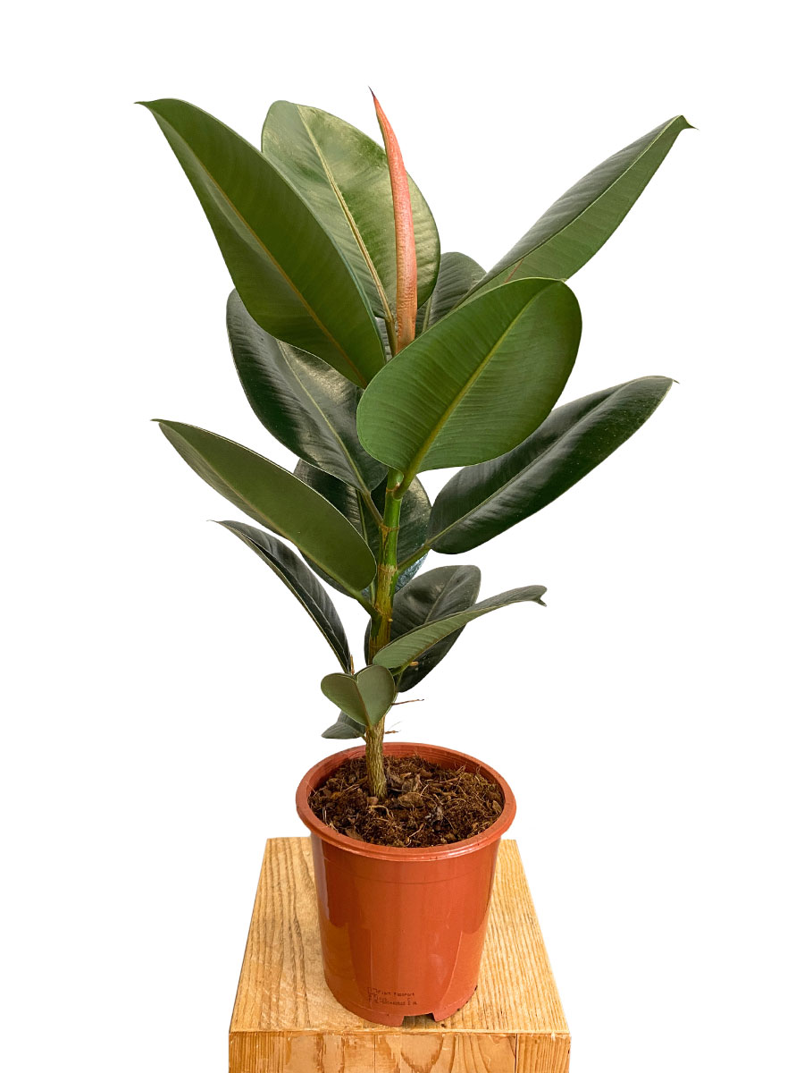 Ficus Elastica Robusta