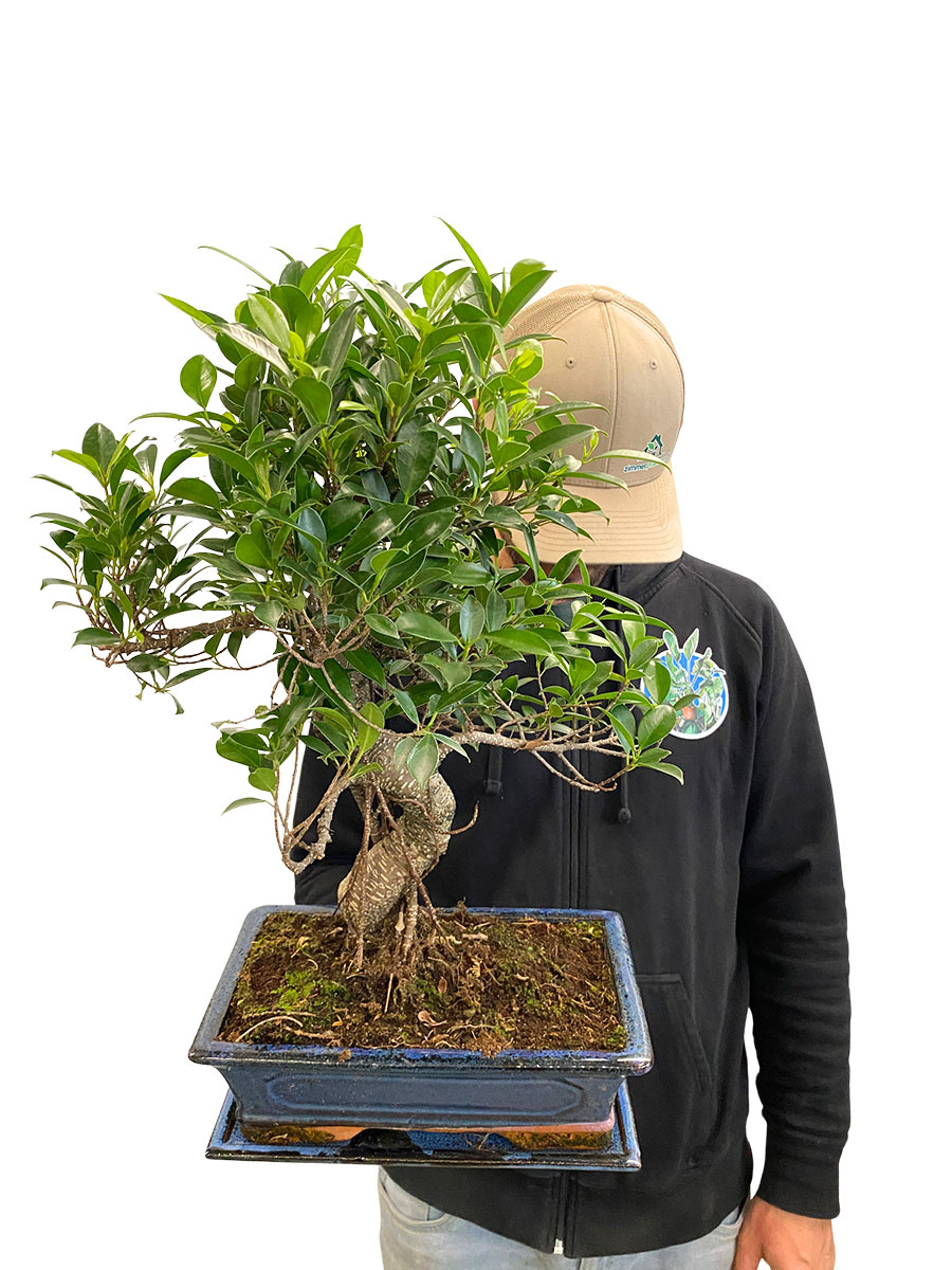 Bonsai Ficus Retusa - Ø30 cm