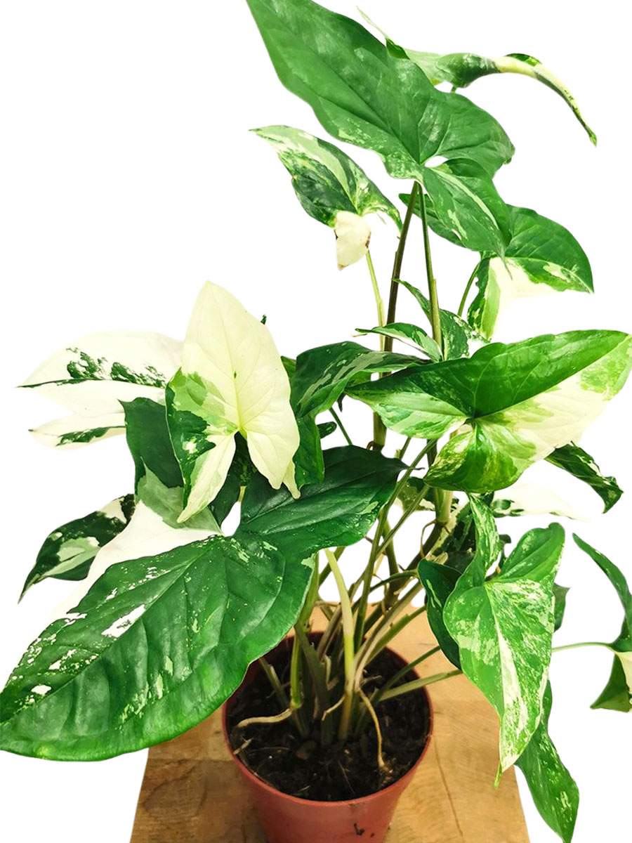Syngonium Albo Variegata
