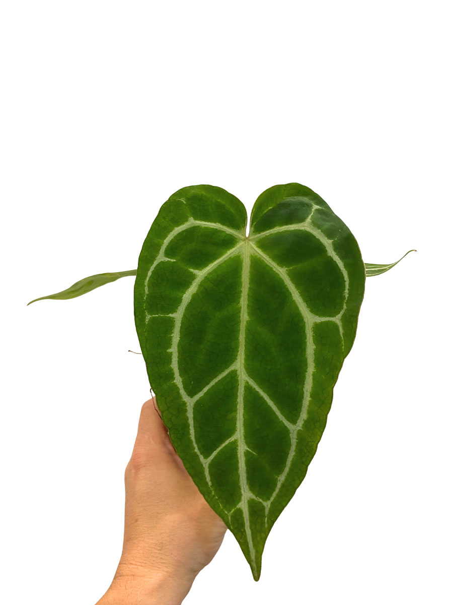  Anthurium Crystallinum
