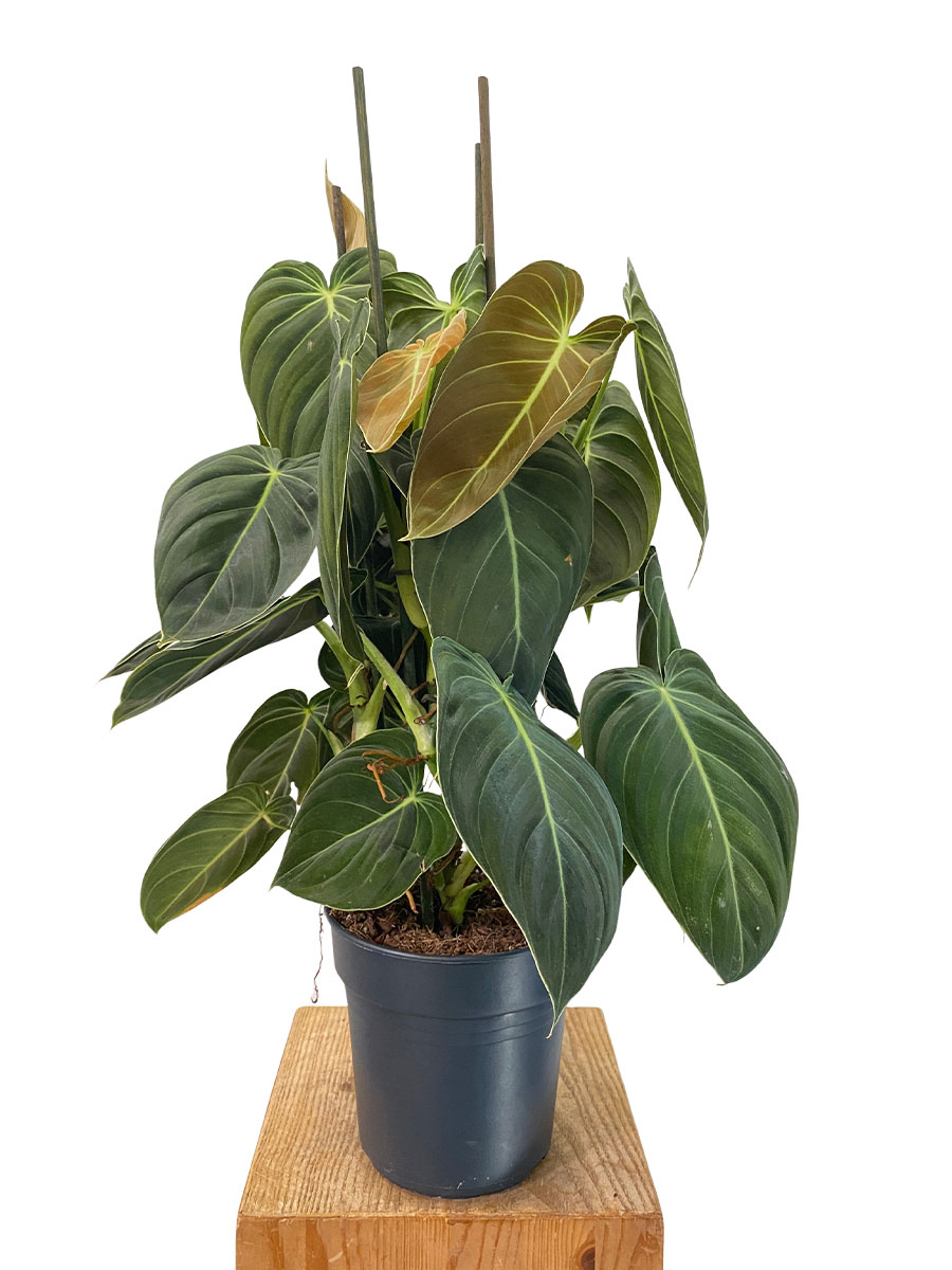 Philodendron Melanochrysum - Gross