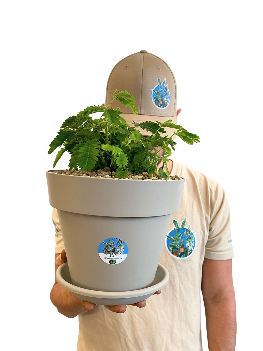 Echte Mimose Mimosa Pudica