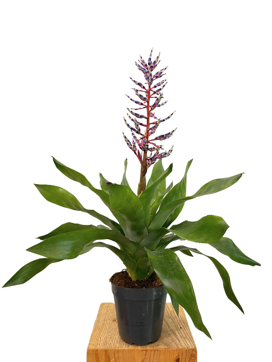 Aechmea Blue Rain