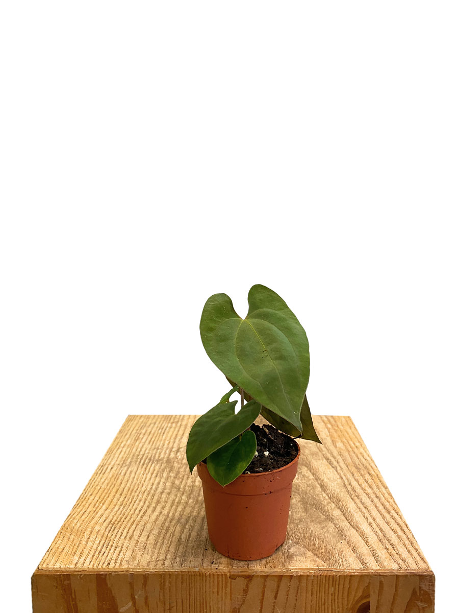 Anthurium Dark Phoenix x Papillilaminum