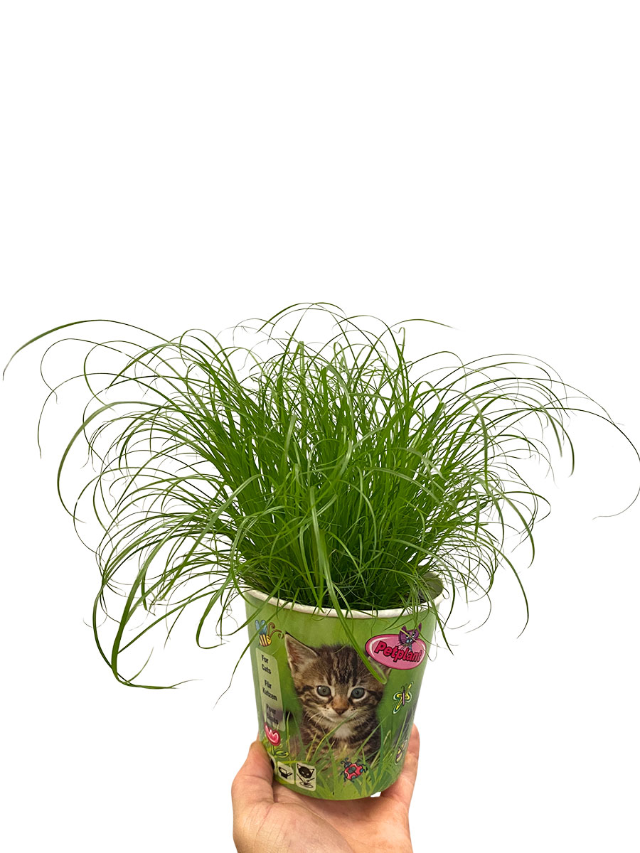 Echtes Katzengras Cyperus Alternifolius Bio