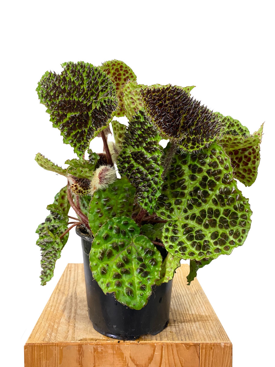 Begonia Melanobullata