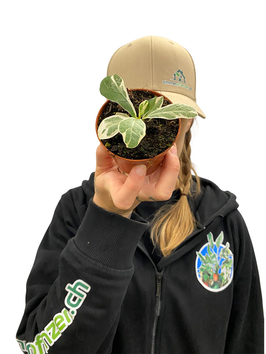 Ficus Lyrata Variegata Ficus Lyrata Variegata