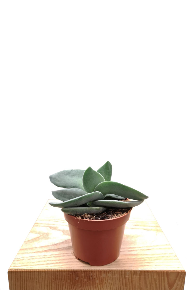 Crassula Boomerang