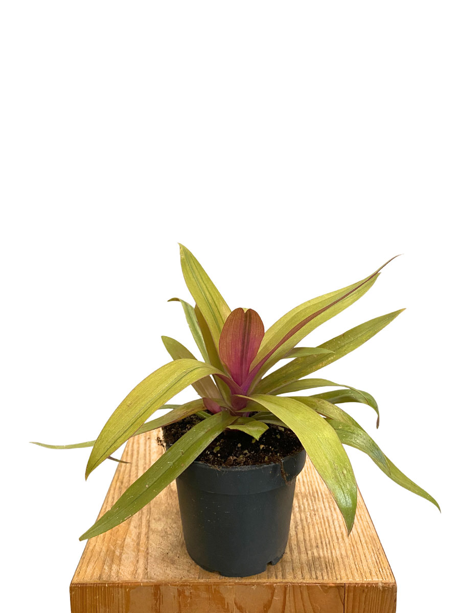 Tradescantia Spathacea Sitara Gold