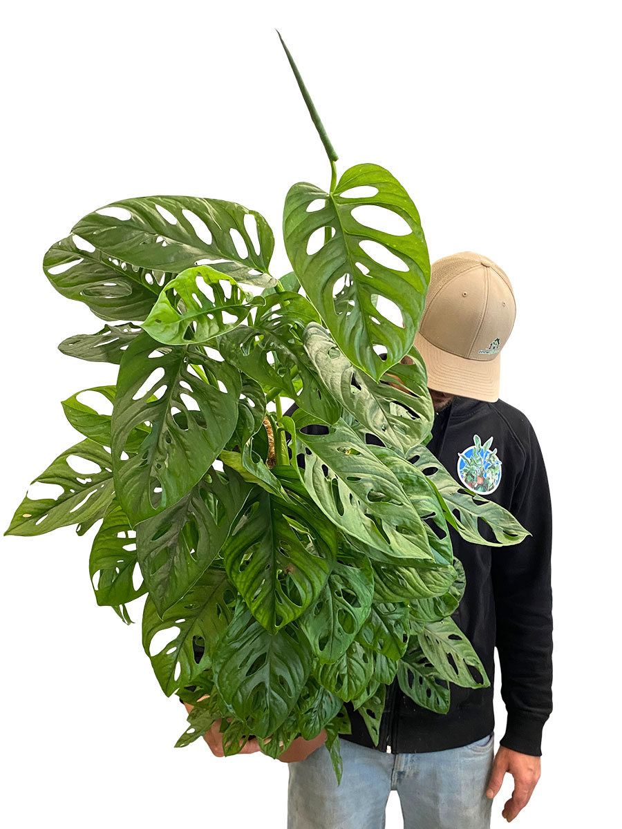 Monstera Obliqua Monkey Leaf Moosstab
