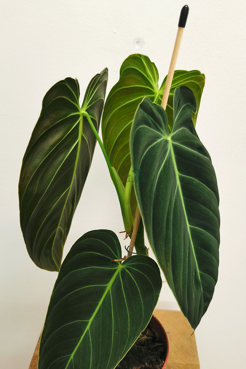 Philodendron Melanochrysum Philodendron Melanochrysum