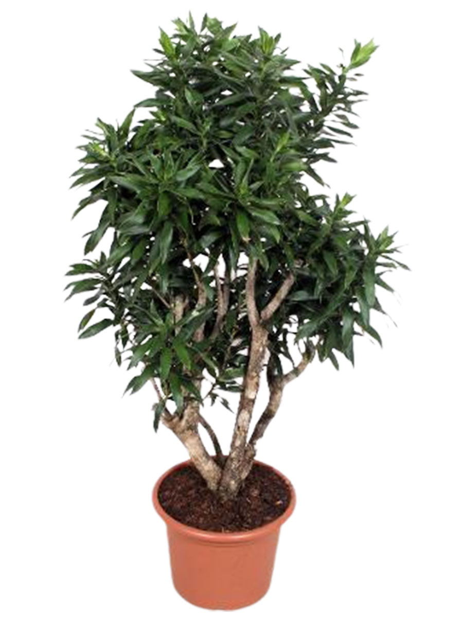 Dracaena reflexa schwer verzweigt