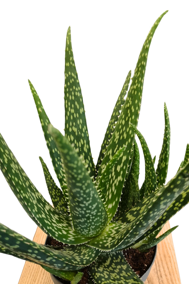 Aloe Medivera Meridiaan - Bio