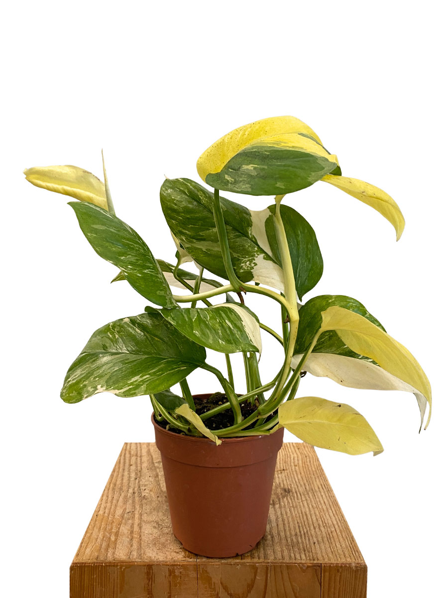 Rhapidophora Indo. Variegata