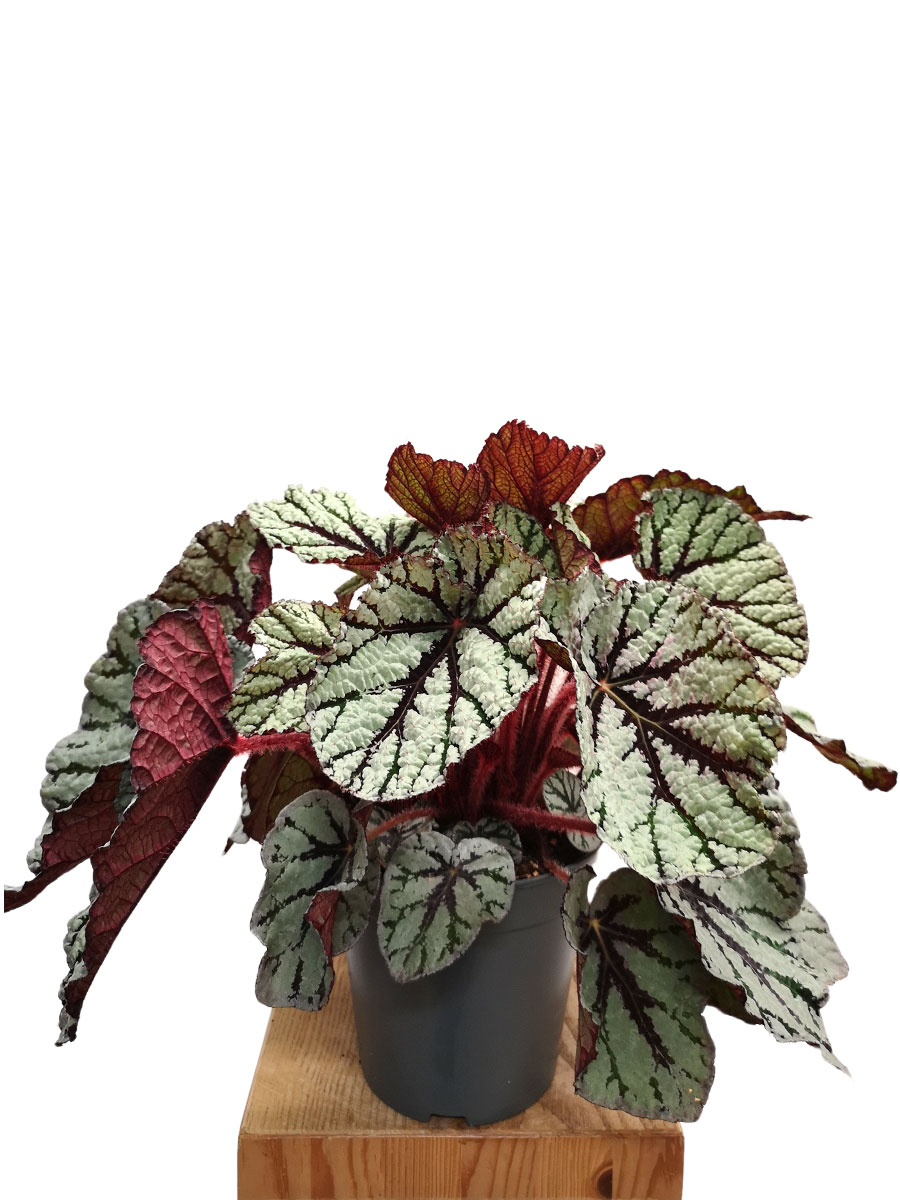 Begonia blad Magic Colours Fedor 