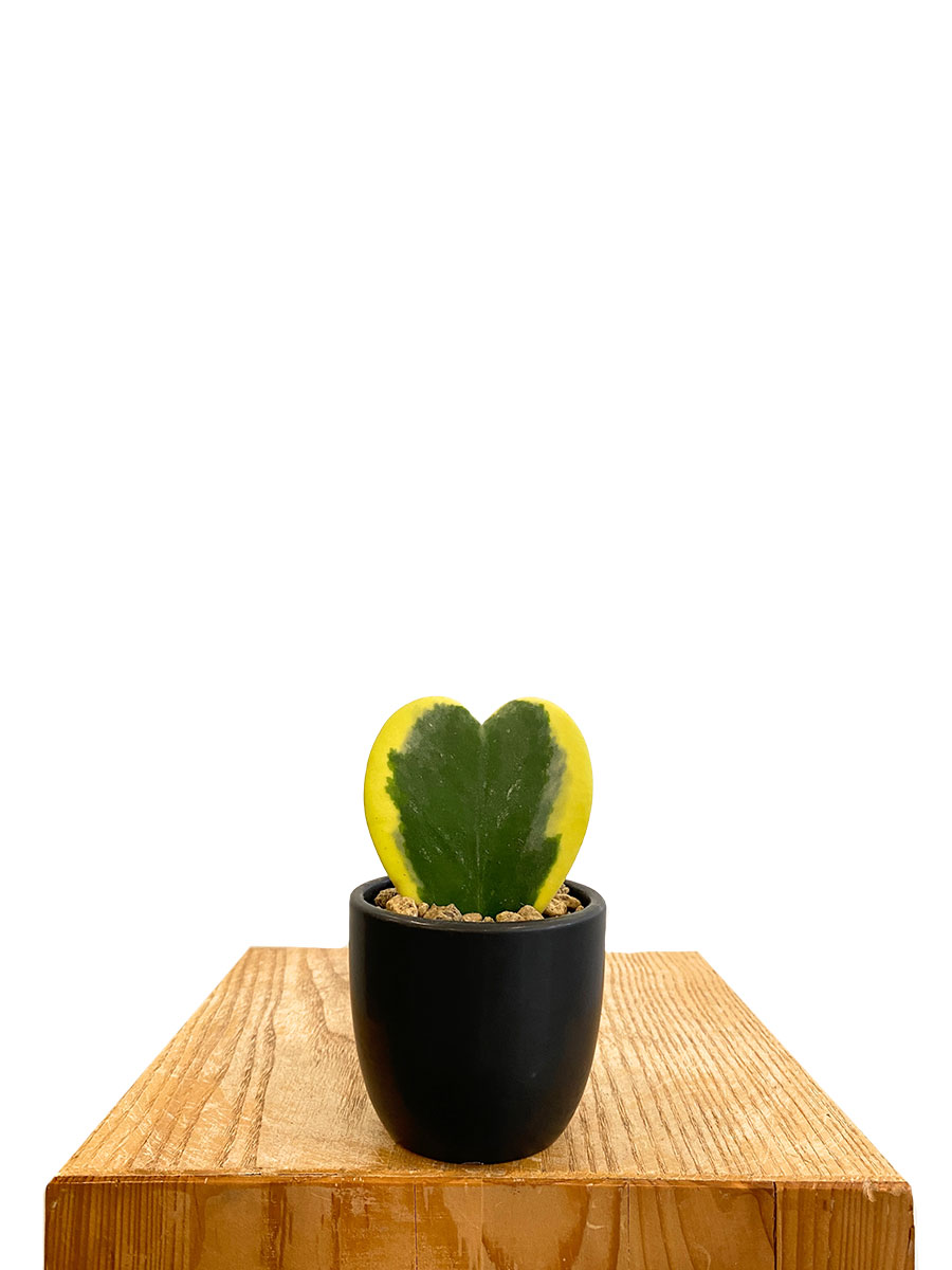 Herzblatt- Pflanze Hoya Kerrii Variegata Keramiktopf