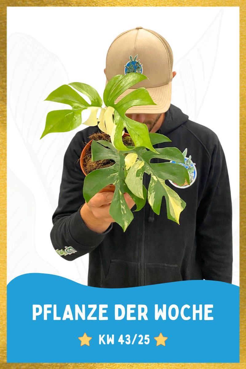 Rhaphidophora Tetrasperma Variegata Rhaphidophora Tetrasperma Variegata