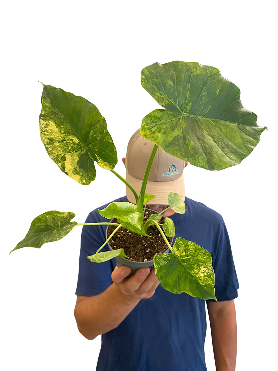 Alocasia Macrorrhiza Aurea Variegata