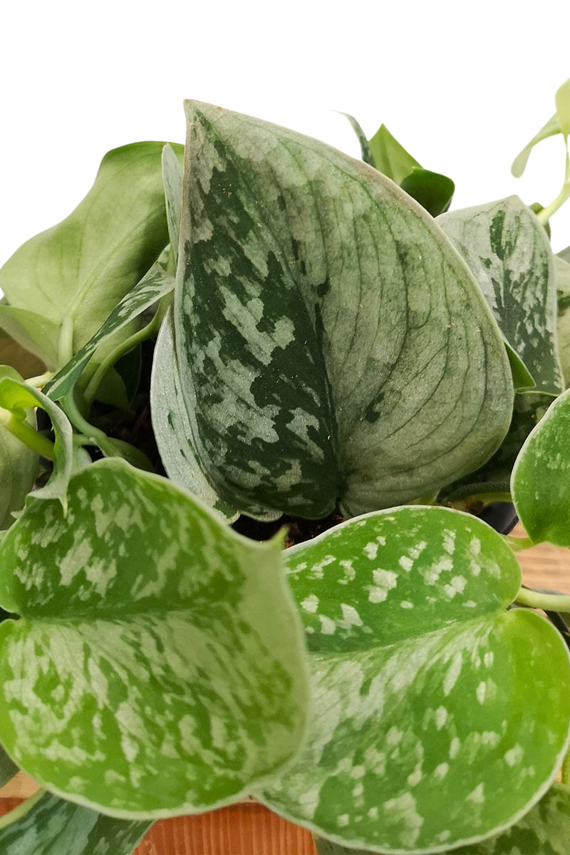 Scindapsus Silver Ann Scindapsus Silver Ann