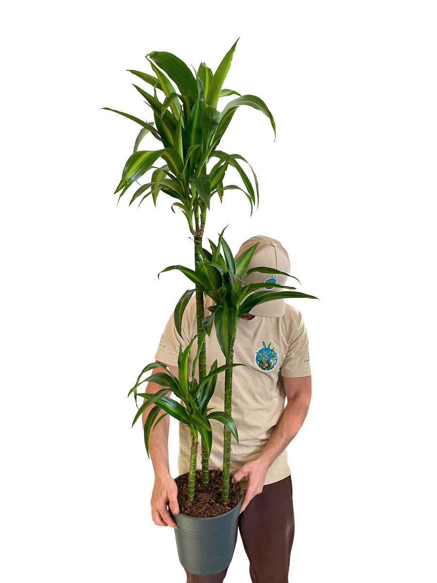 Dracaena Hawaiian Sunshine