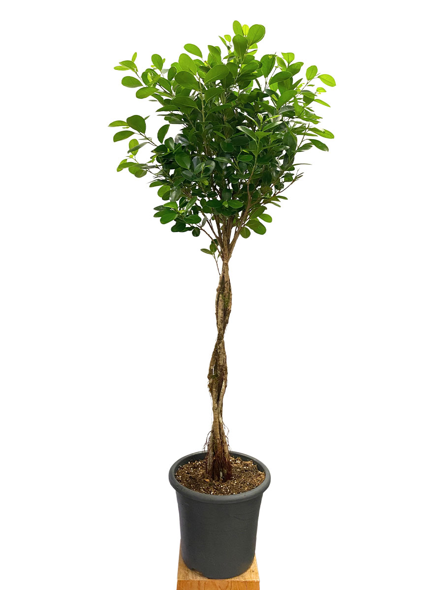 Ficus Microcarpa Moclame - Ø32cm