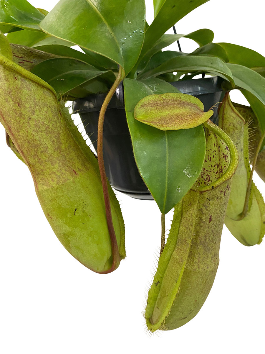 Hänger - Kannenpflanze Nepenthes Louisa