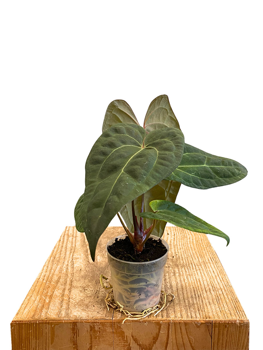 Baby Anthurium Ace of Spades x Papillilaminum