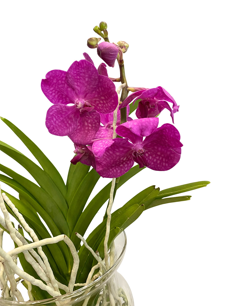 Vanda Bose Orchidee Pink im Glas