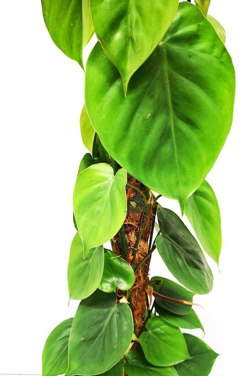 Philodendron scandens