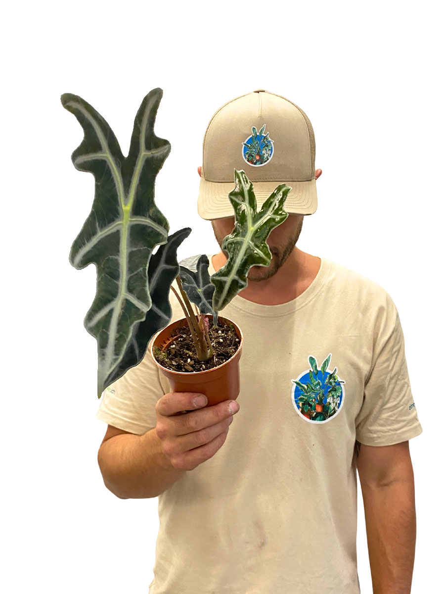 Alocasia Nobilis