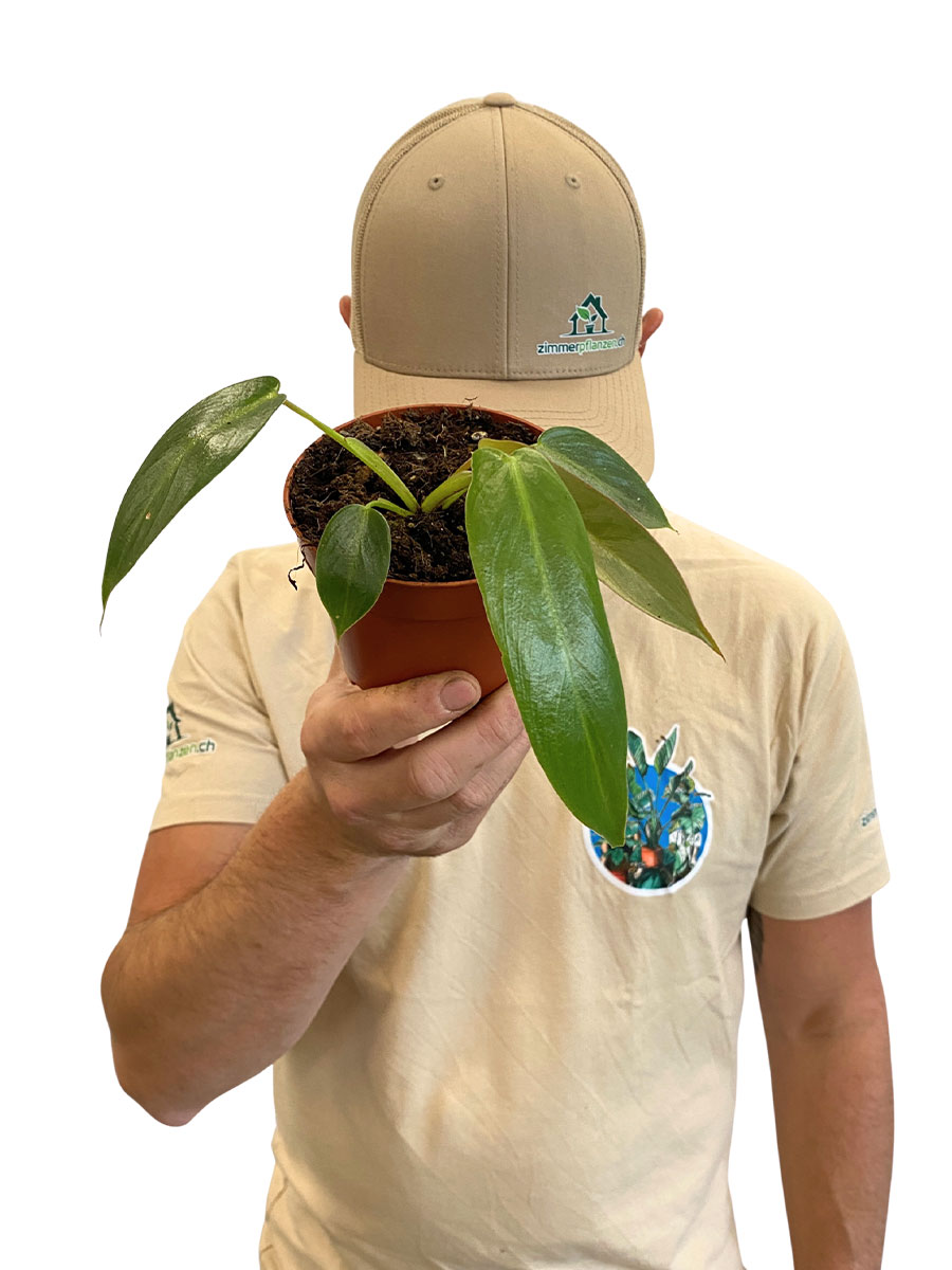 Baby Philodendron Spiritus-Sancti