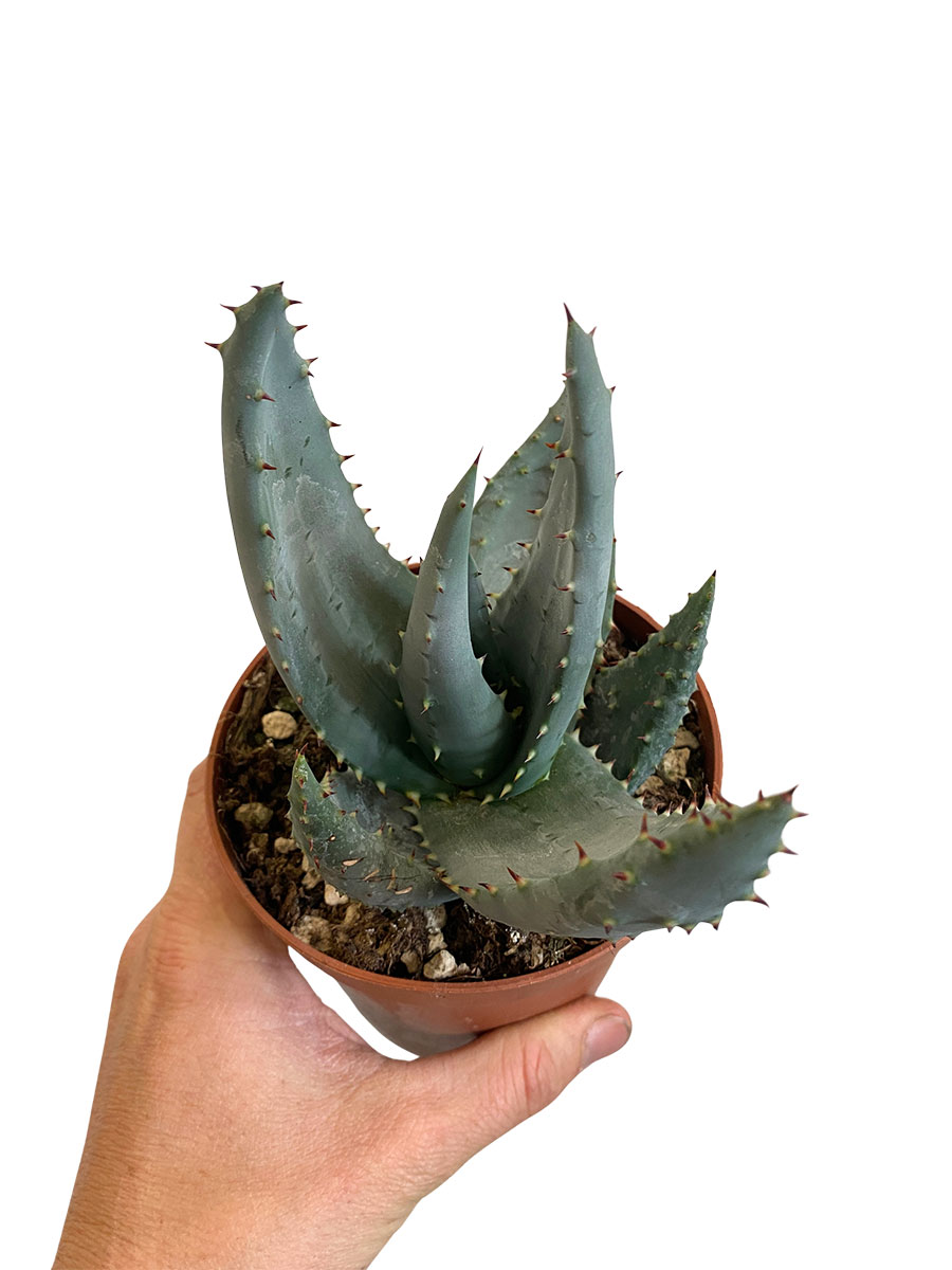 Aloe Ferox