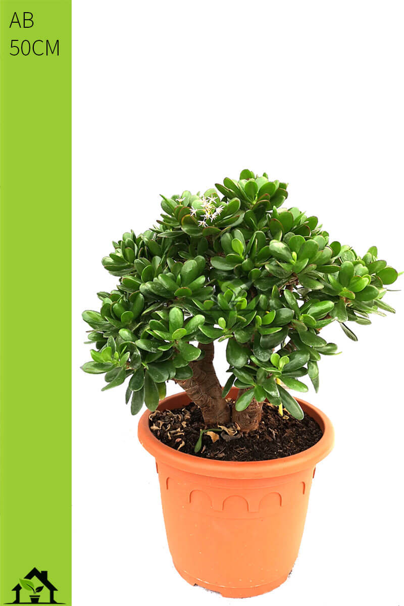 crassula-ovata-geldbaum-zimmerpflanzen.ch-qualitative-bueropflanzen-hauspflanzen-gruenpflanzen-exotische-zimmerpflanzen-raumpflanzen-topfpflanzen-kaufen-online-bestellen-schweiz