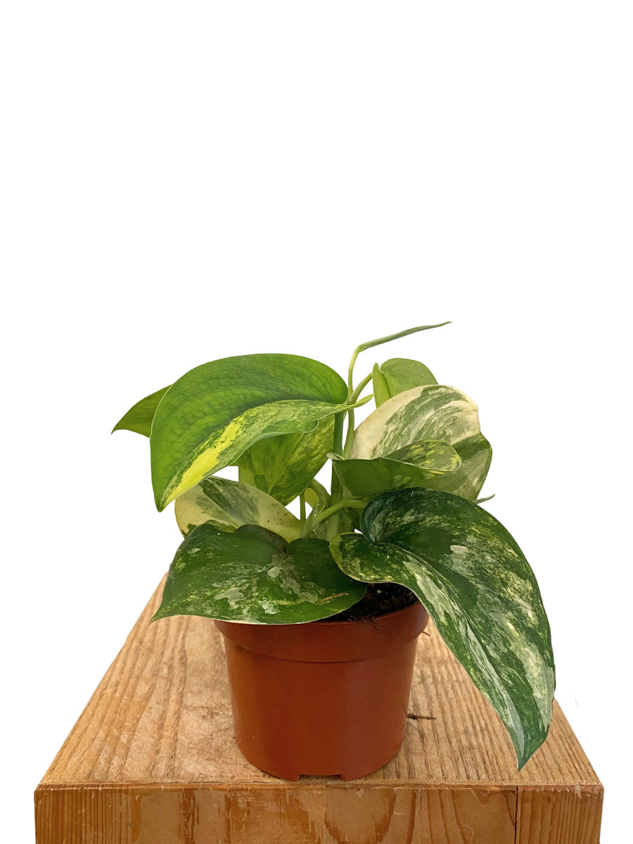 Scindapsus Jade Satin Aurea 