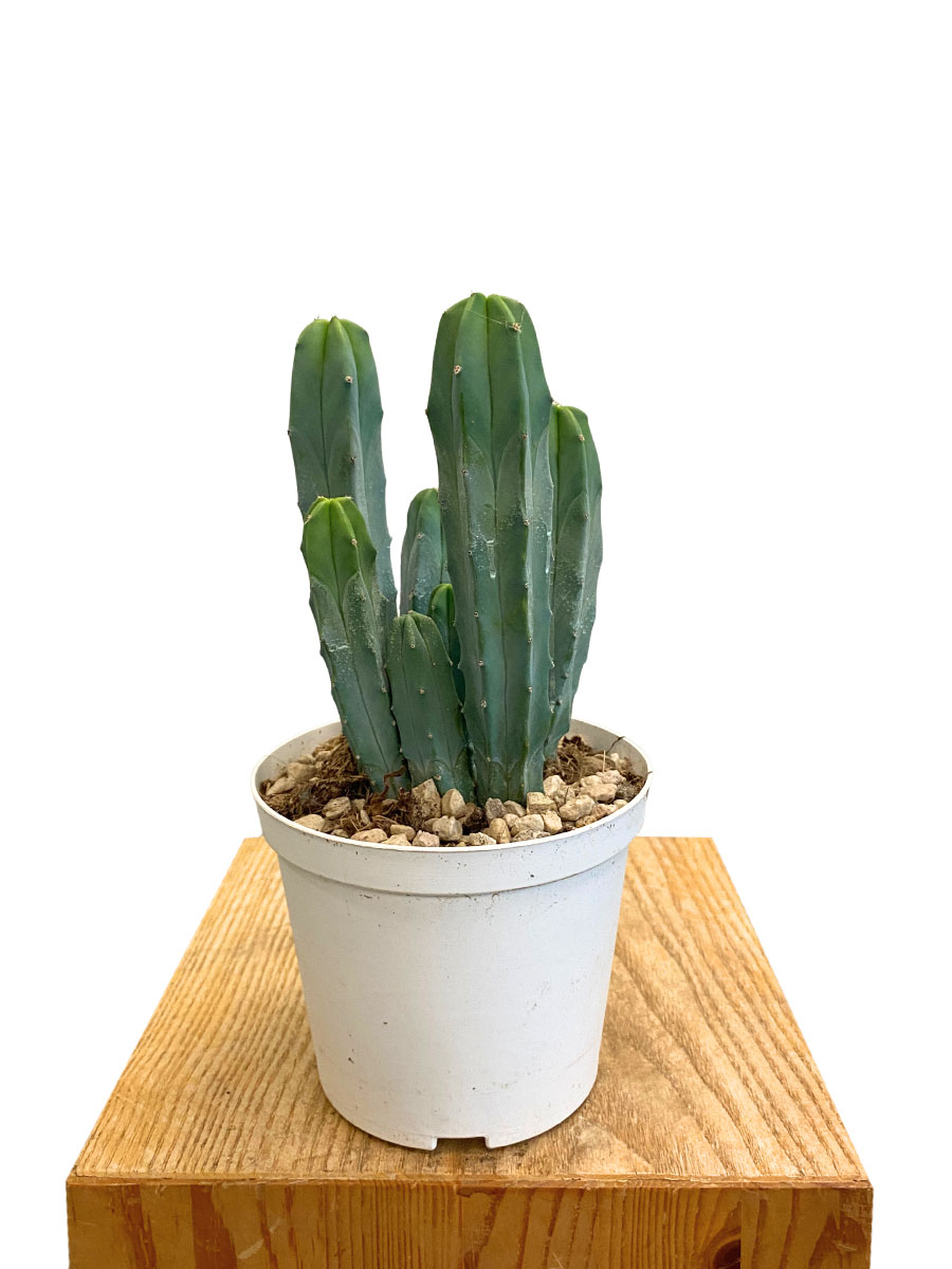 Myrtillocactus Geometrizans - Ø14