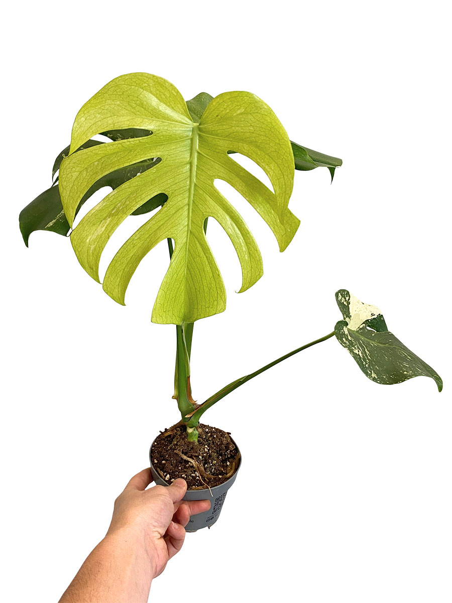 Monstera Deliciosa Mint Variegated