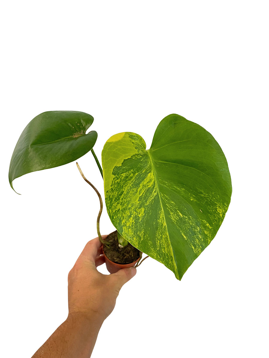 Baby Monstera Deliciosa Aurea Variegata