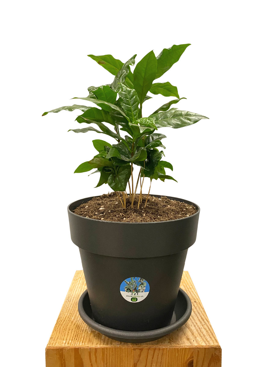 Kaffeebaum Coffea Arabica XL