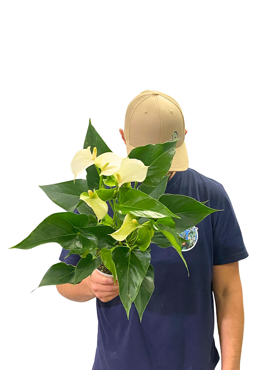 Anthurium White Champion - Ø12 cm