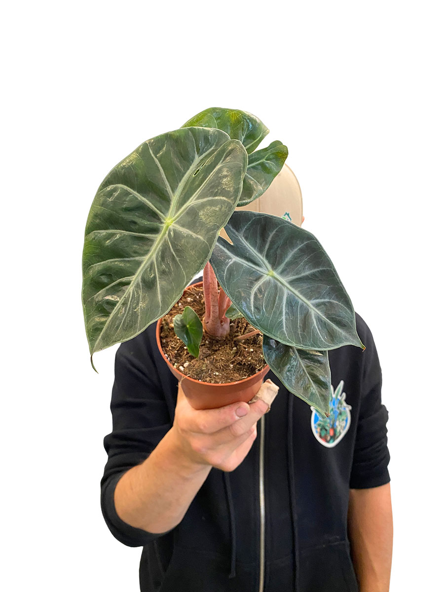 Alocasia Rosa Dragon
