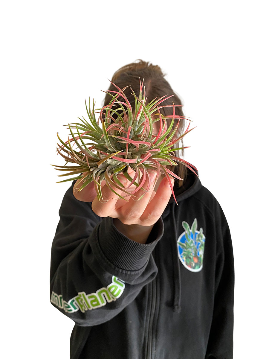 Tillandsia Red Clumb