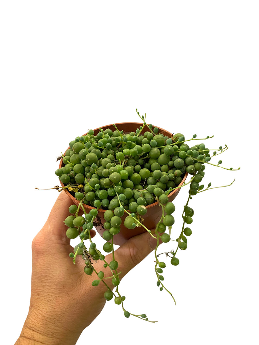 Erbsenpflanze Senecio Rowleyanus