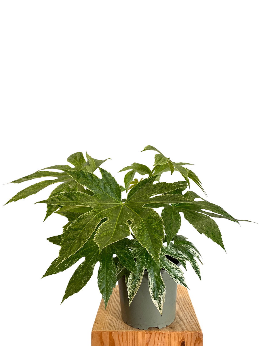Fatsia Japonica Variegata Spider Web