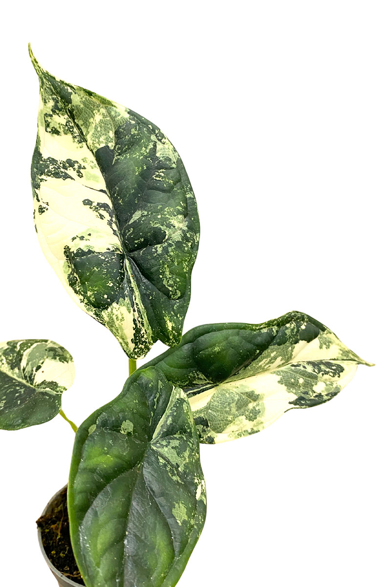 Baby Alocasia Dragon Scale Variegata