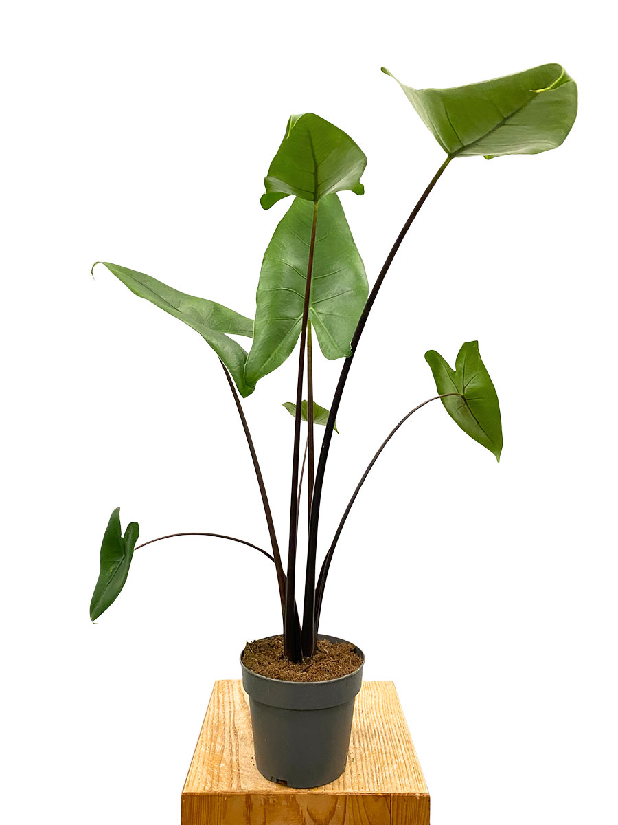 Alocasia Zebrina Black