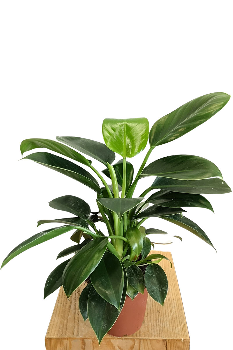 Philodendron Green Princess