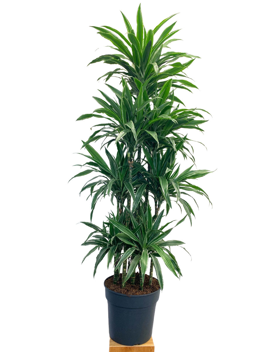 Dracaena Warneckei Karussell - Gross